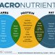 Understanding Macronutrients: Carbs, Proteins, and Fats Explained