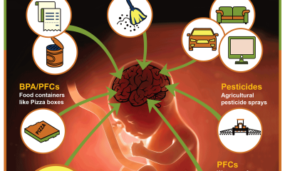 Foods for Brain Development in Children: Top Nutrient-Rich Choices