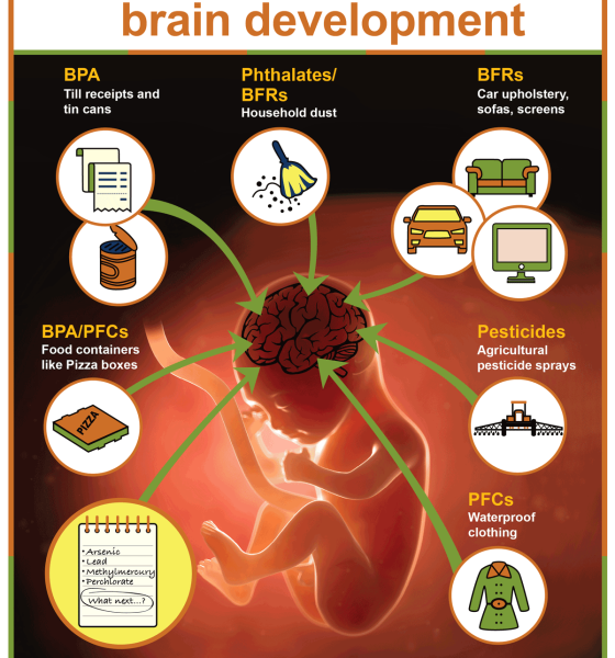 Foods for Brain Development in Children: Top Nutrient-Rich Choices